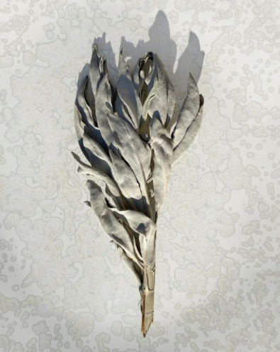 White Sage Leaf
